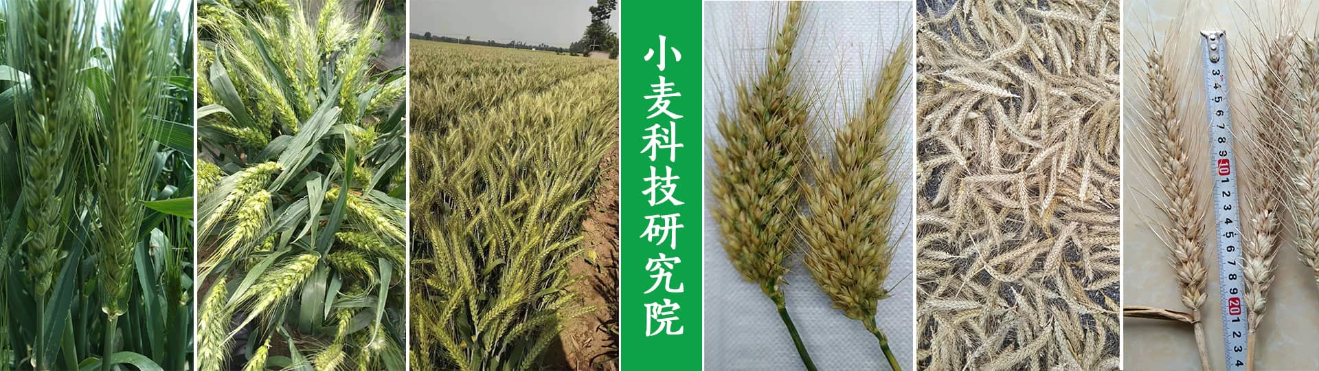 小麦科技研究院