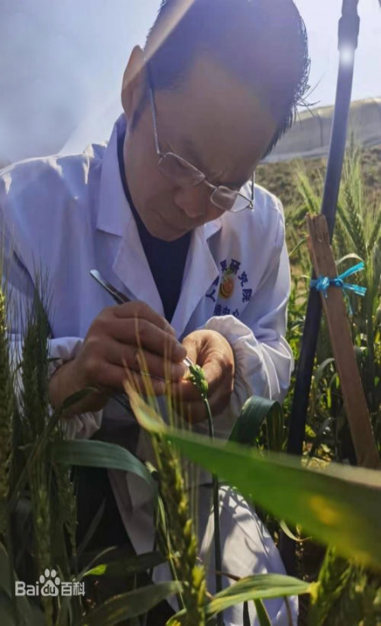 小麦科技研究院（百度百科）661.png