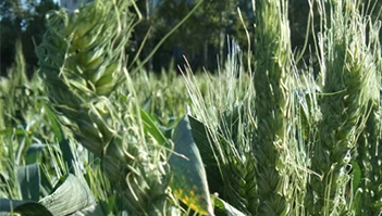 小麦种植成果展示二