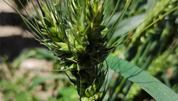 小麦种植成果展示三