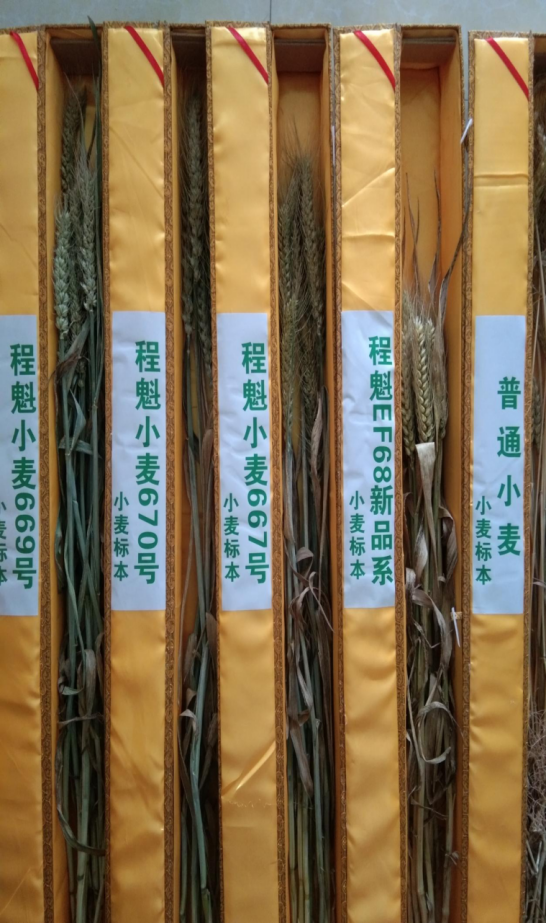 小麦科技研究院（百度百科）665.png
